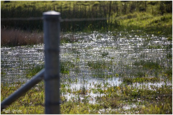 2015.06.14 - Gerringong-Kiama walk (63) - WebWmBV