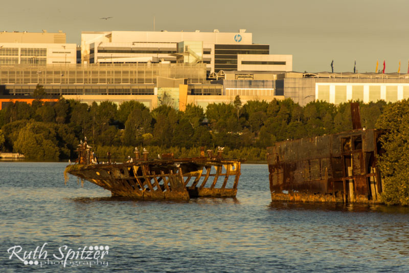 Homebush-Bay-Shipwrecks-Ruth-Spitzer-SS-Ayrfield