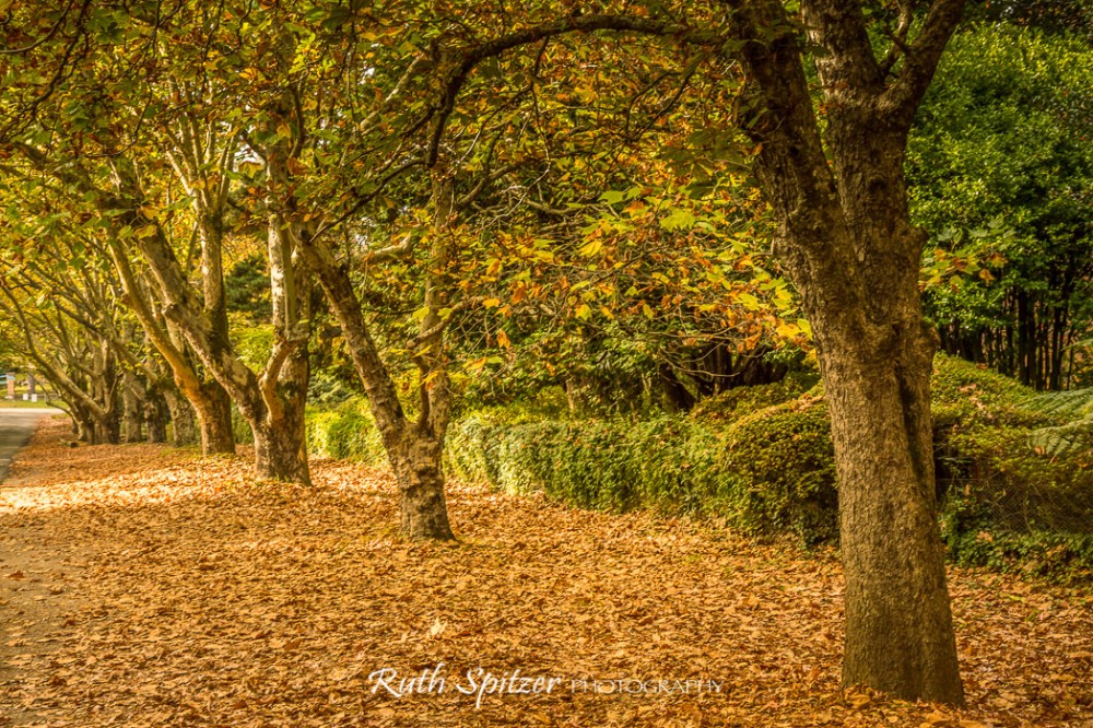 Trees-and-Autumn-Leaves-Mount-Wilson-Blue-Mountains-NSW