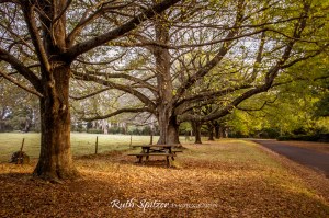 Trees-and-Autumn-Leaves-Mount-Wilson-Blue-Mountains-NSW