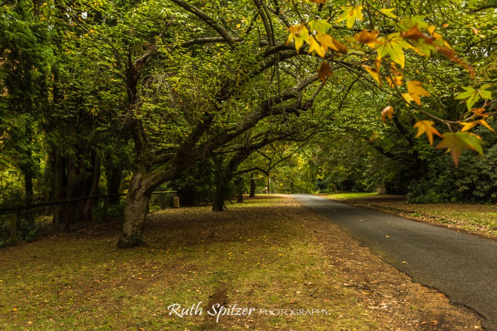 Trees-and-Autumn-Leaves-Mount-Wilson-Blue-Mountains-NSW
