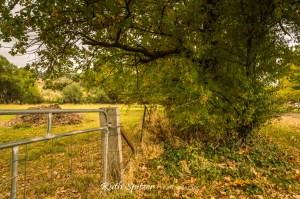 Trees-and-Autumn-Leaves-Mount-Wilson-Blue-Mountains-NSW