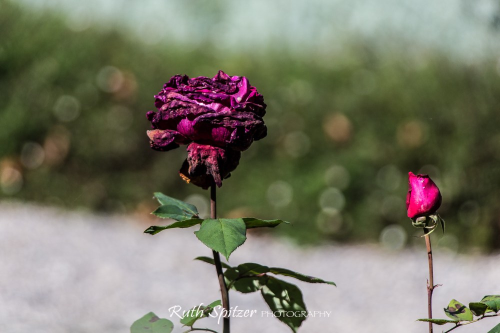 Rose-in-the-Breenhold-Private-Gardens-Mount-Wilson-NSW